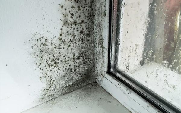 Nie lekceważ pleśni po powodzi, Może prowadzić do zatrucia i problemów z układem oddechowym