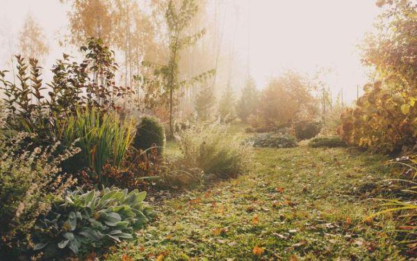 Listopad w ogrodzie: jakie prace trzeba wykonać w listopadzie w ogrodzie
