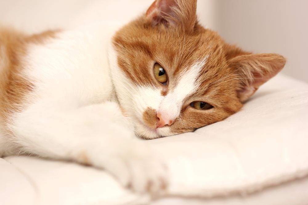 Biegunka u kota: przyczyny, leczenie, domowe sposoby