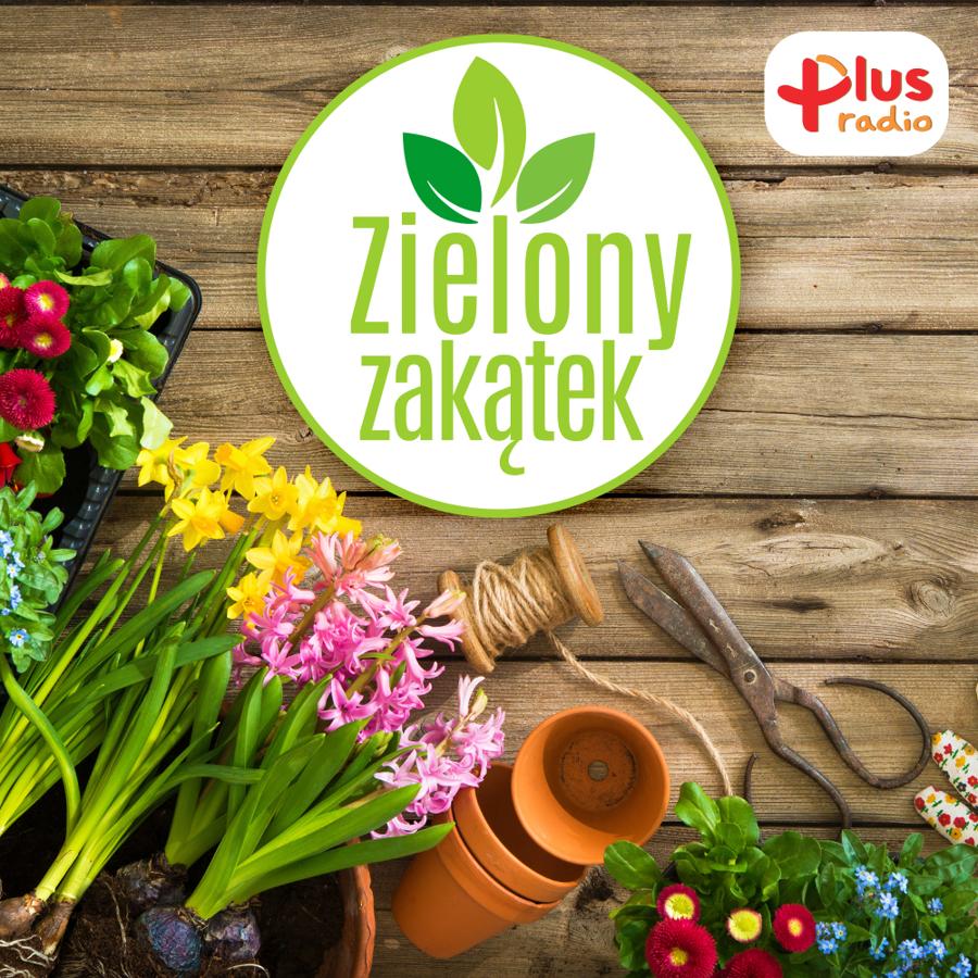 Zielony zakątek