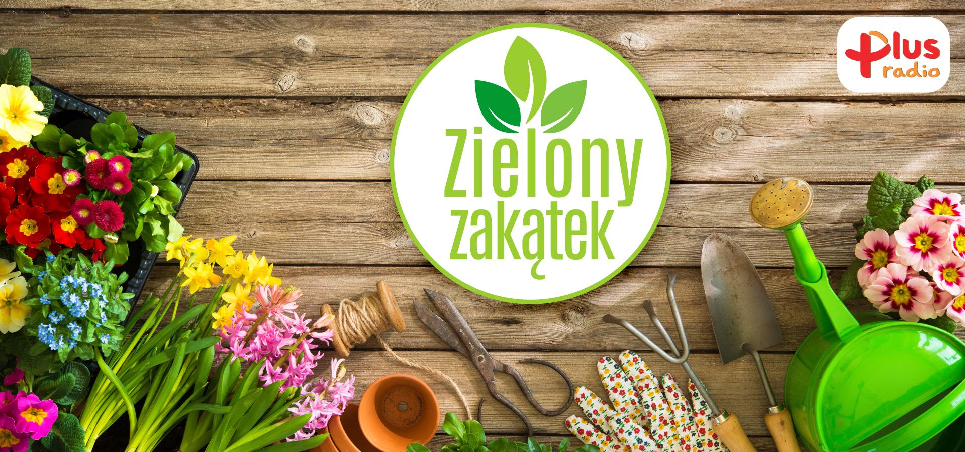 Zielony zakątek